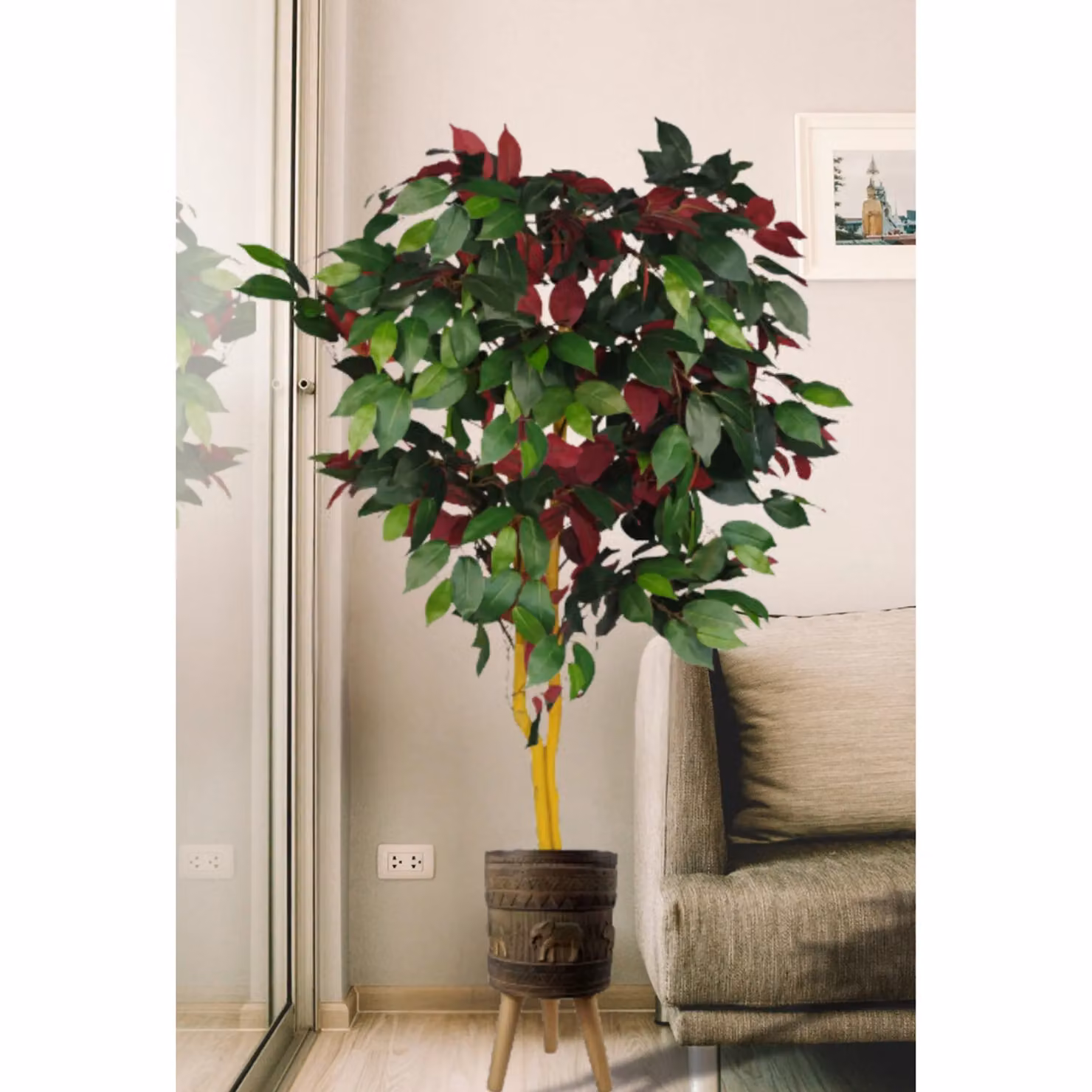Pegdev Capensia Ficus Tree in Red Elephant Planter, Height: 120 cm – 3