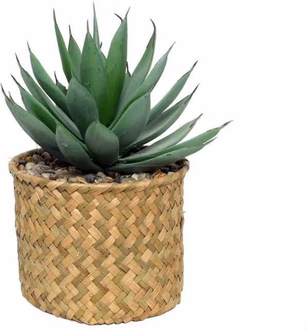 Botanica Potted Succulent in Natural Green and Multicolour with Rattan Detail, Height: 23 cm