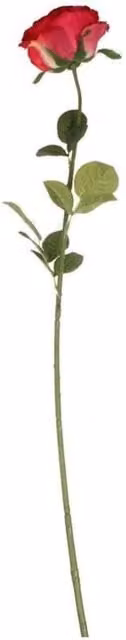 KDMD Small Camelot Open Rose in Scarlet Red, 2 Pack
