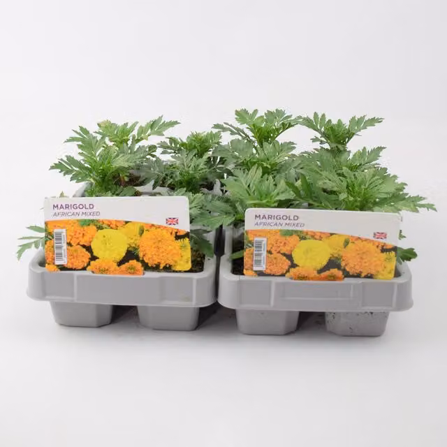 Plants By Post African Marigold Mixed Bedding Plants, 12 Plants for Outdoor Borders in Orange and Yellow