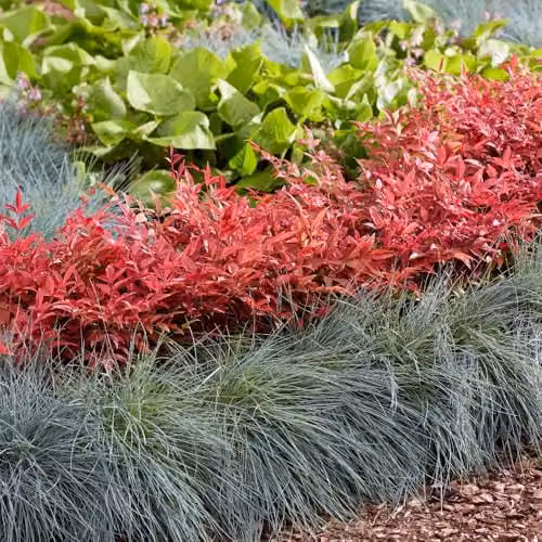 Thompson & Morgan Nandina Colourful Duo Ornamental Shrubs, 2 x 9cm Pots, Multicolour – 1