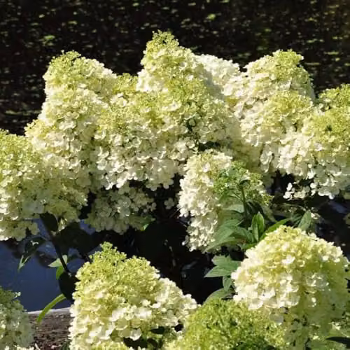 Thompson & Morgan Hydrangea Bobo Dwarf Panicle Ornamental Shrub with White to Pink Blooms, 25 Litre Pot – 3