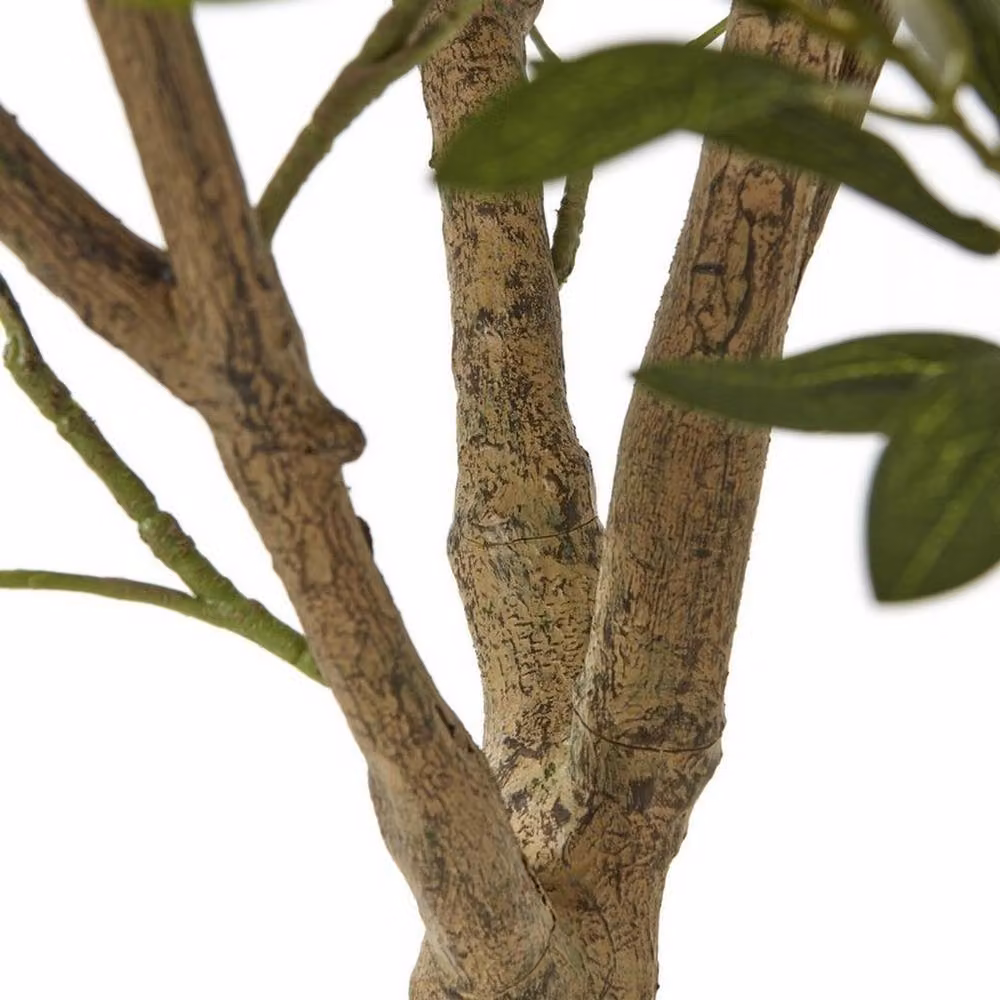 Lemon Pavilion Apulia Potted Olive Tree in Brown and White, Height: 240 cm – 3