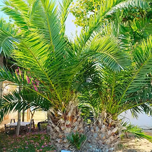 Thompson & Morgan Pair of Phoenix Palm Canariensis Exotic Outdoor Evergreen Plants in 1.5L Pots – 2