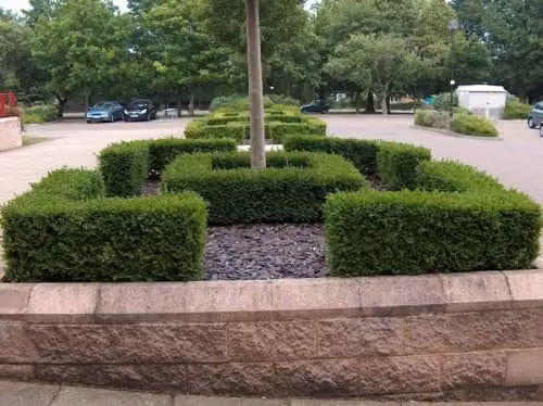 F&G Supplies Buxus Sempervirens Evergreen Box Hedging Plants, Green, Bare Root Topiary Saplings – 2