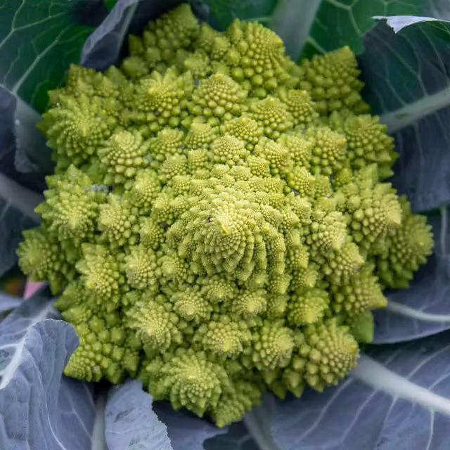 Marshalls Duncan F1 Cabbage Seeds, Green, 80 Seeds