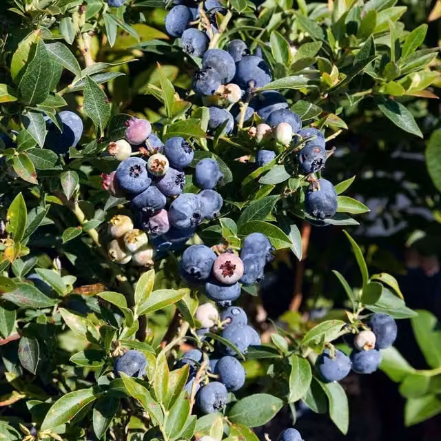 Marshalls Garden Blueberry Brigitta Blue Fruit Bush