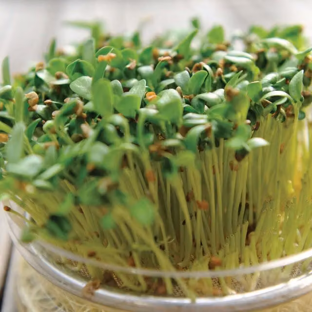 Unwins Fenugreek Microgreens Herb Seeds, Green
