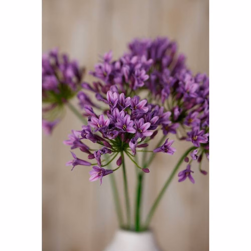 Lemon Pavilion Furniture and Decor Purple Agapanthus Floral Spray, W: 15 cm, D: 15 cm, H: 75 cm – 3