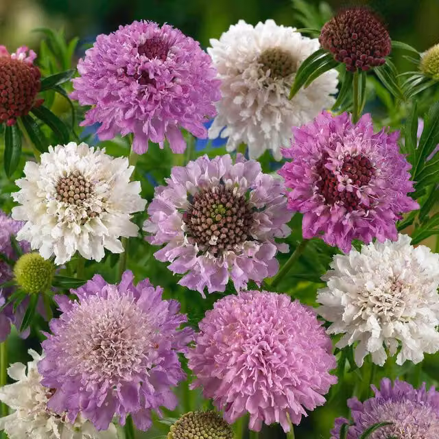 Unwins Scabious Pincushion Mix Ornamental Flower Seeds, Blue, White and Multicolour, 50g
