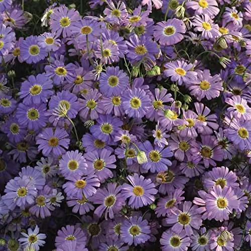 Thompson and Morgan Brachycome iberidifolia Little Missy Swan River Daisy Blue Flower Seeds, 180 Seeds