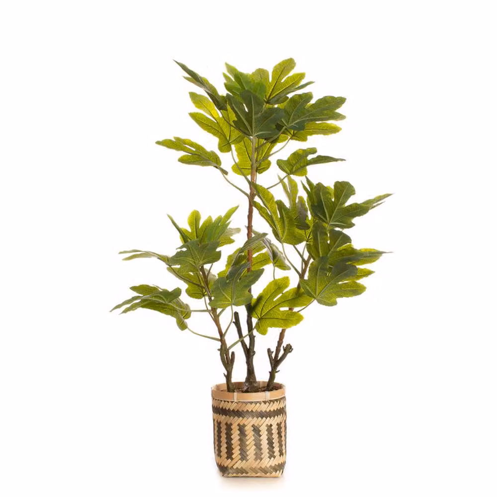 Scottish Everlastings Ltd 90cm Green Fig Tree in a Rattan Bamboo Basket – 2