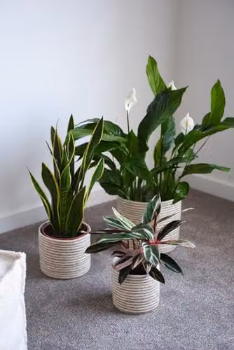Garden Gear Chia Seagrass Planter Basket Set of 3 in Grey and Sand with Interior Plastic Coating – 3