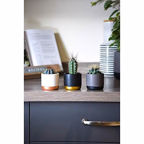 Thompson & Morgan Desert Cactus Mix Easy-to-Grow Indoor Succulent Collection with Showy Flowers, 3 x 5.5cm Potted Plants – 2