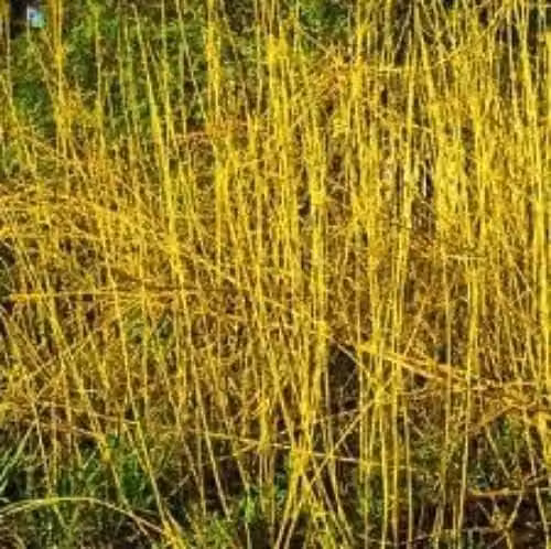 F&G Supplies Yellow Dogwood Cornus stolonifera Flaviramea Field Grown Hedging Plants Tree Sapling, Height: 60-90 cm, Pack of 20