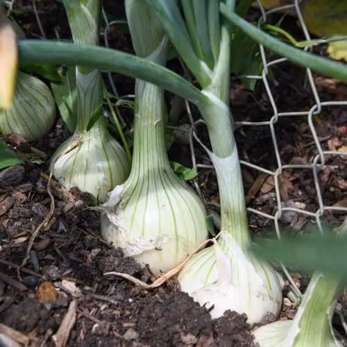 Thompson & Morgan Salad Onion Starlight Seeds, 200 Seeds per Packet
