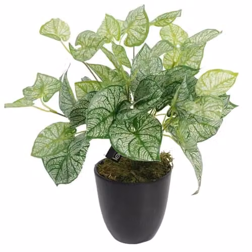 Leaf Design UK Realistic Artificial Caladium Potted Plant in Green, Height: 40 cm