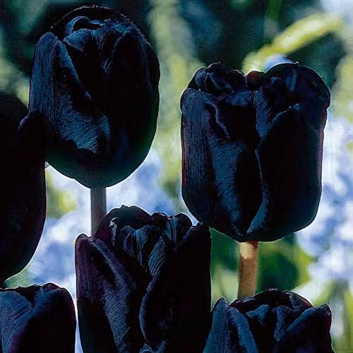 Thompson and Morgan Black Satin Tulip Bulbs, 8 Bulbs