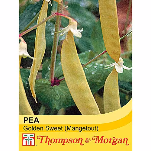 Thompson and Morgan Golden Sweet Mangetout Pea Hardy Annual Vegetable Seeds, Yellow – 2
