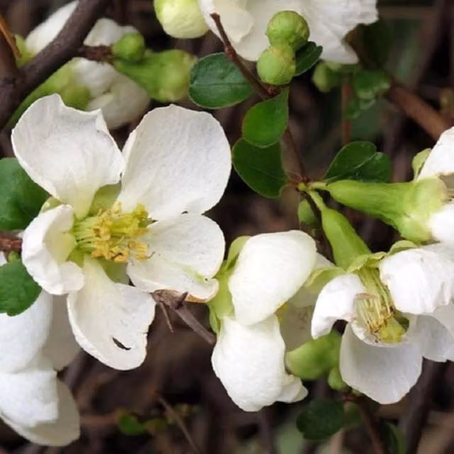 Direct Plants Chaenomeles Jet Trail Japanese Quince White Flowering Ornamental Garden Shrub