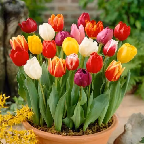 YouGarden Tulip Triumph Mixed Colour Spring Flowering Bulbs, 30 Bulbs for Autumn Planting