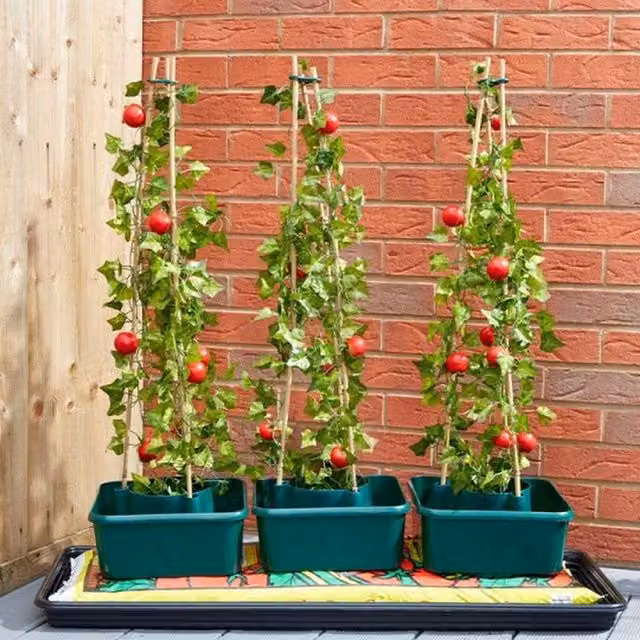 Garden Mile 3-Piece Green Plastic Tomato Pots with Plant Stakes and Support for Vegetable Gardens