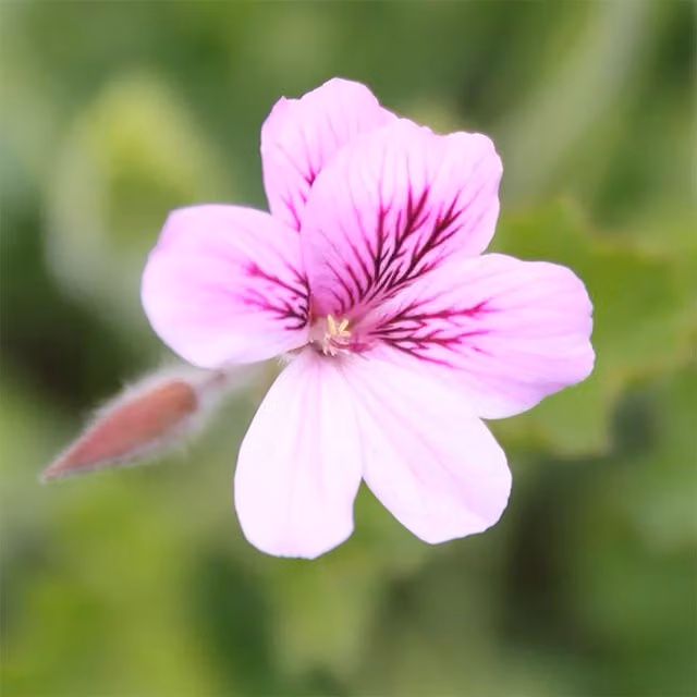 Plant Theory Set of 3 Pink and Purple Torrento Pelargonium Bedding Plants in 9cm Pots
