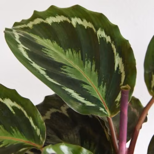 Thompson & Morgan Calathea Medallion Indoor Plant with Exotic Patterned Foliage, 2 x 12cm Potted Plants – 3