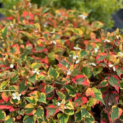 Thompson and Morgan Houttuynia Cordata Chameleon Hardy Perennial with Variegated Red, Yellow and Green Foliage and White Summer Flowers – 2