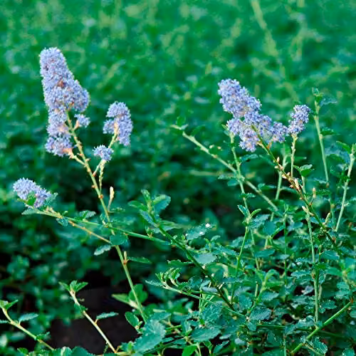 Thompson and Morgan Ceanothus repens Californian Lilac Evergreen Hardy Ornamental Shrub with Powder Blue Flowers, 3.6 Litre Pot – 3