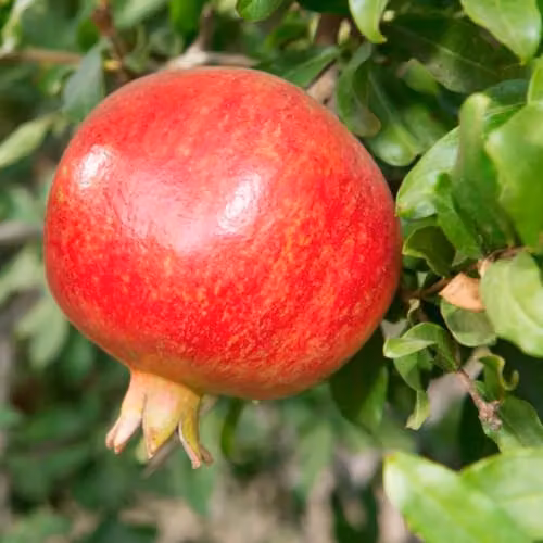 Thompson & Morgan Pomegranate Nana Self-Fertile Fruit Tree with Sweet Red Fruits, 20cm Potted Plant
