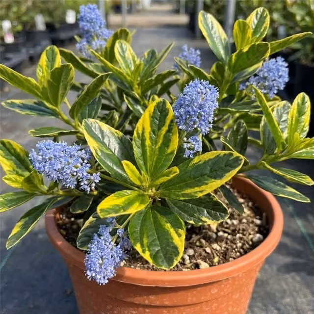 Plants by Post Ceanothus Zanzibar Ornamental Shrub with Blue Flowers and Gold and Green Variegated Foliage, 3L Pot