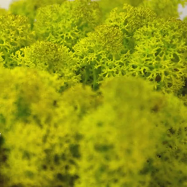 Natural Crafts Coloured Reindeer Moss in Spring Green