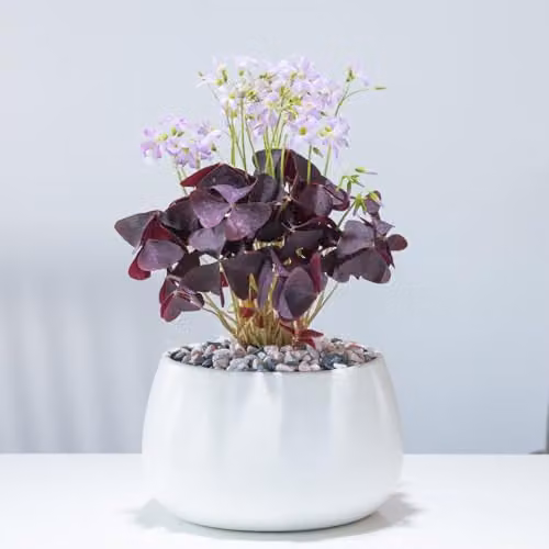 Thompson & Morgan Oxalis Triangularis Purple Brazilian Butterfly Plant, Indoor Flowering Perennial, 1x 12cm Potted Plant
