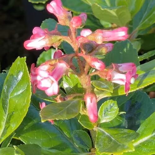 Thompson & Morgan Escallonia laevis Gold Ellen Hardy Evergreen Shrub with Variegated Gold Foliage and Pink Summer Flowers, 7.5 Litre Pot