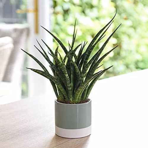 Thompson and Morgan Sansevieria African Spear Plant, 2 x 8cm Potted Green Succulent Perennial Indoor House Plants