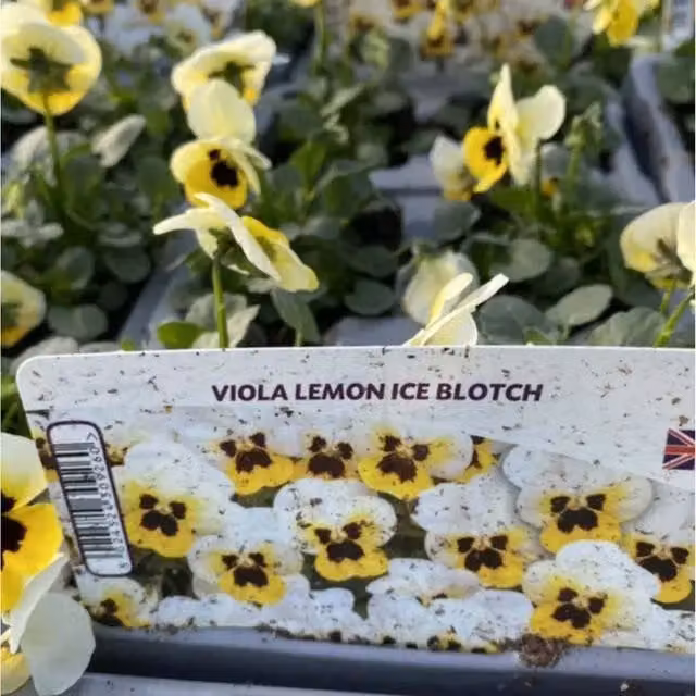Plants By Post Viola Lemon Ice Blotch Bedding Plants, 12 Plants, Lemon Yellow