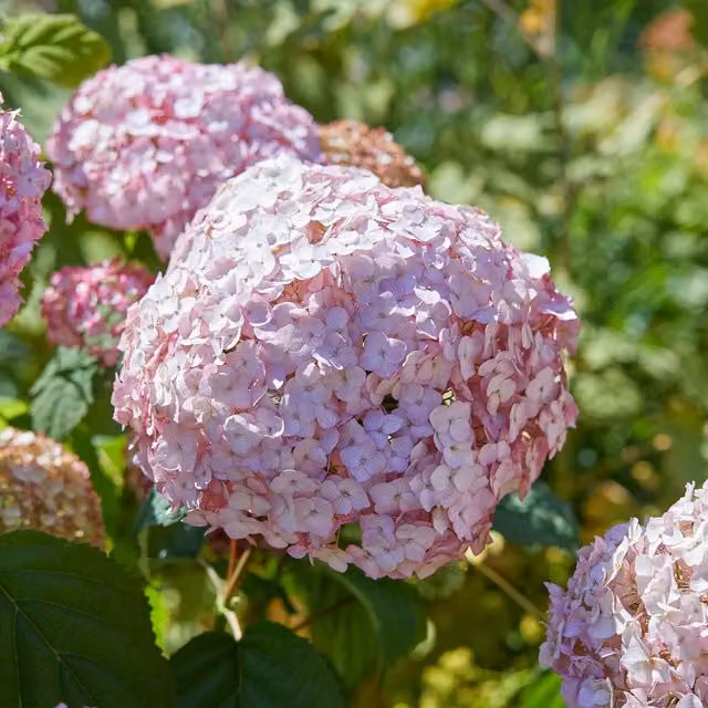 Marshalls Garden Pink Hydrangea Candybelle Bubblegum Ornamental Shrub