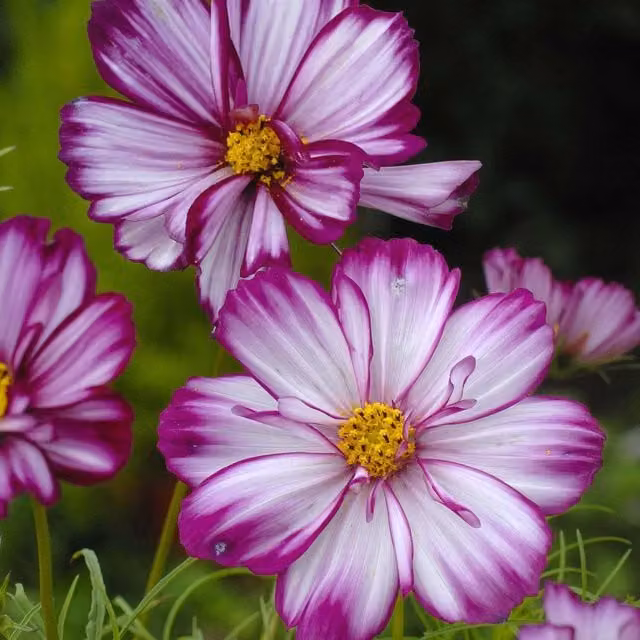 Unwins Cosmos Seeds Fizzy Rose Picotee White and Purple Ornamental Flower Seeds