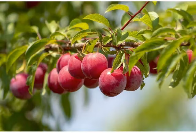 Direct Plants Prunus Opal Plum Fruit Tree with 7.5 l Pot