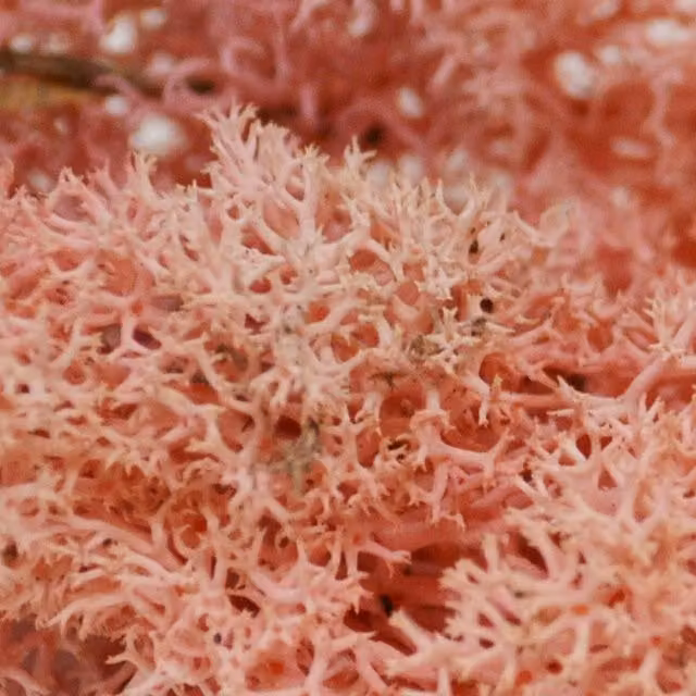 Natural Crafts Organic Coloured Reindeer Moss in Rose Pink