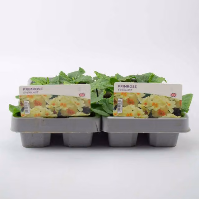 Plants by Post Primrose Everlast Cream 12 Pack Hardy Spring Perennial Garden Plants