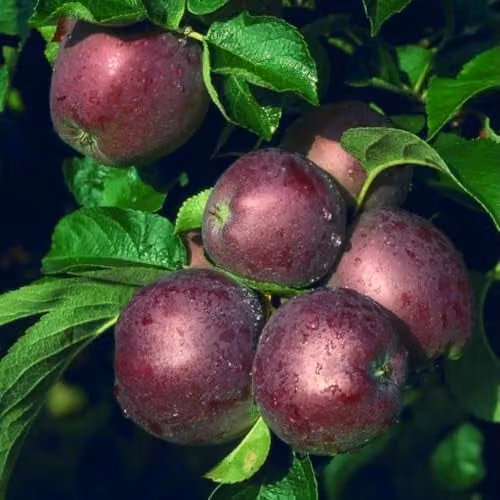 Thompson & Morgan Spartan M106 Apple Bare Root Fruit Tree, Sweet Maroon Apples