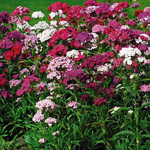 Thompson and Morgan Dianthus IQ Hardy Perennial Flowering Garden Plants, 12 x Multicolour Plants – 2