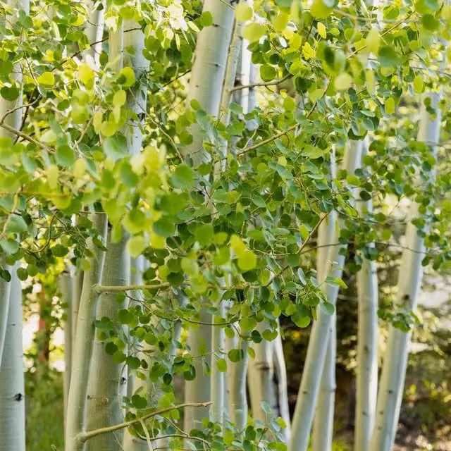 Direct Plants Set of 3 Betula Jacquemontii Himalayan Birch Ornamental Trees, Green and White, 3-4ft, 23 L Pots