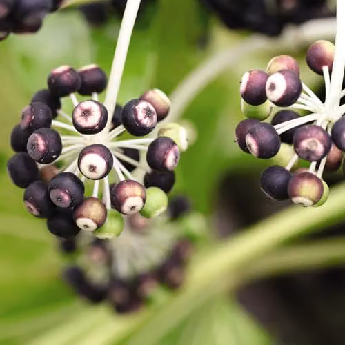Thompson and Morgan Fatsia Japonica Architectural Evergreen Ornamental Shrub, 3 x 3.5 Litre Pots – 6