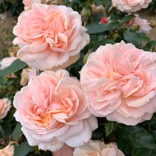 Thompson & Morgan Rose Joie de Vivre Floribunda Shrub with Pink and Peach Ruffled Blooms, 2 Bare Roots – 2