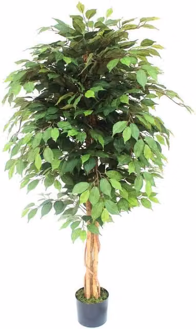Leaf Artificial Ficus Tree in Green and Black, Height: 150 cm, Width: 70 cm