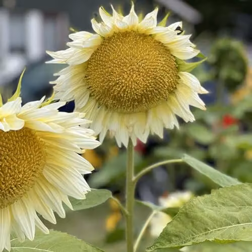 Thompson & Morgan Sunflower Pro Cut White Lite F1 Seeds, Pollen-Free Blonde Blooms, 1x Seed Packet – 3