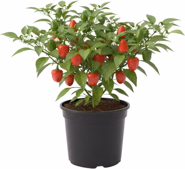 Plants By Post Red King Sweet Pepper Potted Plants, 6 Pack